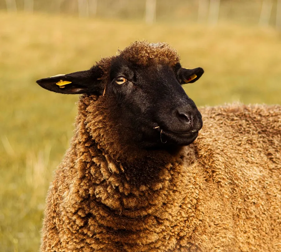 Schaf Toni auf der Weide