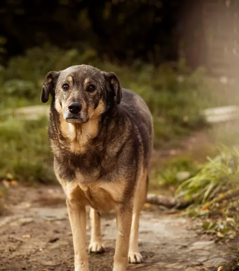 Hund Max in unserem Innenhof