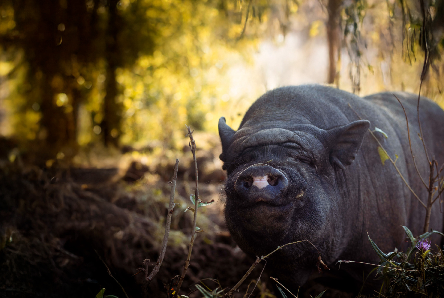 Minischwein Fritz streckt seinen Rüssel in die Sonne.